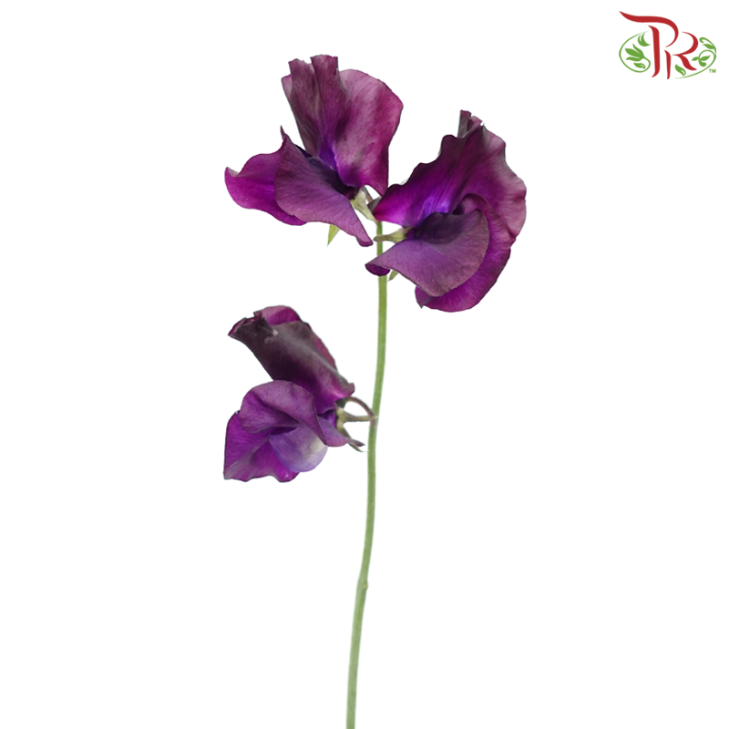 Sweet Pea - Purplish (5 Stems)-NEW Dark Purple-Japan-prflorist.com.my