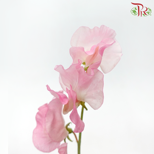 Sweet Pea - Sweet Pink (5 Stems)-Sweet Pink-Japan-prflorist.com.my