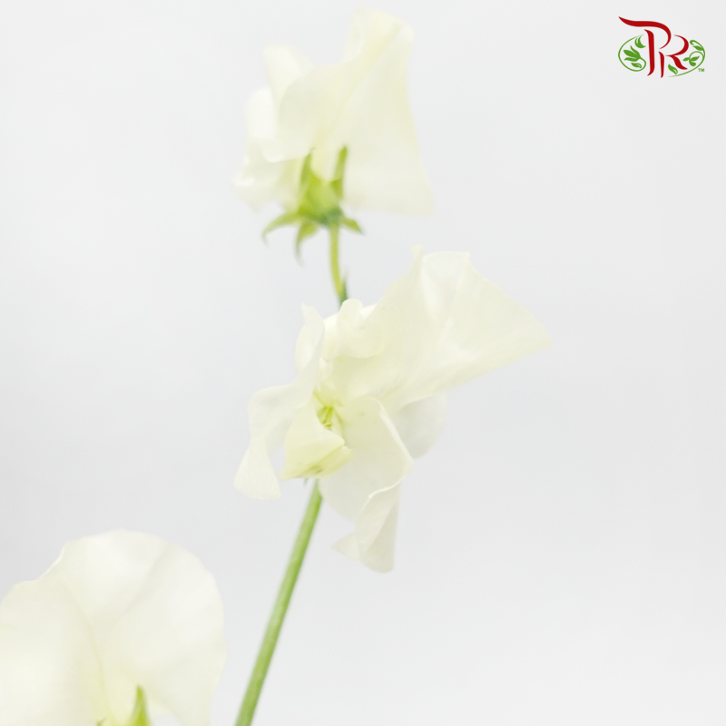 Sweet Pea - White (5 Stems)-White-Japan-prflorist.com.my