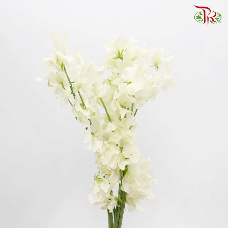 Sweet Pea - White (5 Stems)-White-Japan-prflorist.com.my