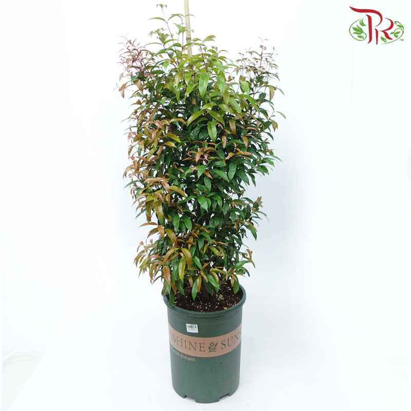 Syzygium Campanulatum 1MOH《钟花蒲桃》-Pudu Ria Florist-prflorist.com.my