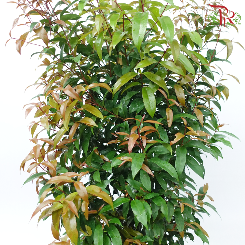 Syzygium Campanulatum 1MOH《钟花蒲桃》-Pudu Ria Florist-prflorist.com.my