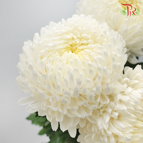 Taiwan Mum Chrysanthemum - White (6 Stems)-White-Malaysia-prflorist.com.my