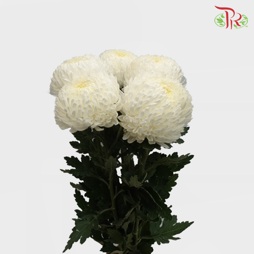 Taiwan Mum Chrysanthemum - White (6 Stems)-White-Malaysia-prflorist.com.my