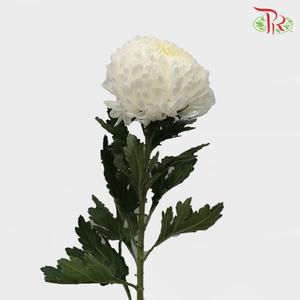 Taiwan Mum Chrysanthemum - White (6 Stems)-White-Malaysia-prflorist.com.my