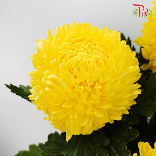 Taiwan Mum Chrysanthemum - Yellow (6 Stems)-Yellow-Malaysia-prflorist.com.my