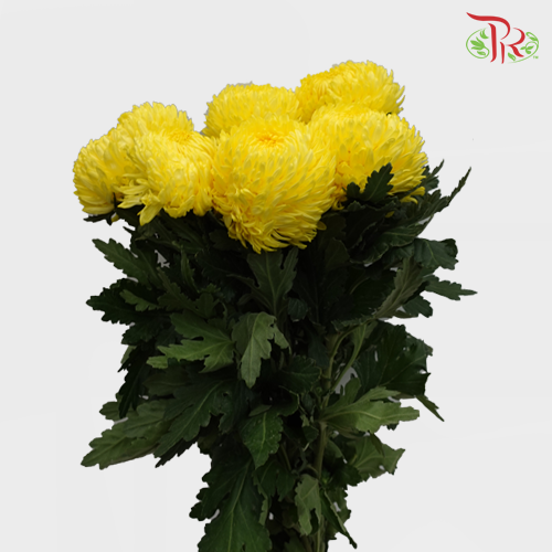 Taiwan Mum Chrysanthemum - Yellow (6 Stems)-Yellow-Malaysia-prflorist.com.my