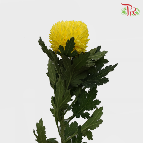 Taiwan Mum Chrysanthemum - Yellow (6 Stems)-Yellow-Malaysia-prflorist.com.my