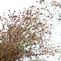 Talinum Paniculatum - (Per Bunch)-China-prflorist.com.my