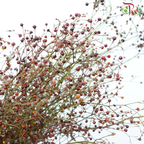 Talinum Paniculatum - (Per Bunch)-China-prflorist.com.my