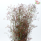 Talinum Paniculatum - (Per Bunch)-China-prflorist.com.my