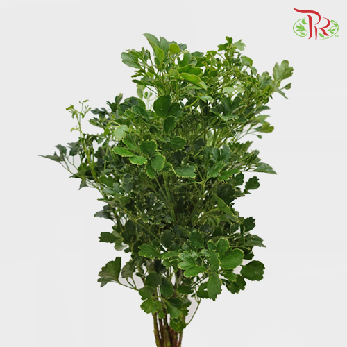 Tea leaf - Round (M) - (9-10 Stems)-Malaysia-prflorist.com.my