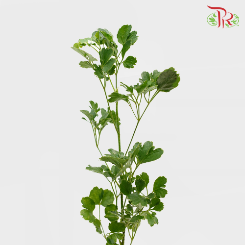 Tea leaf - Round (M) - (9-10 Stems)-Malaysia-prflorist.com.my