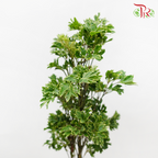 Tea leaf - Sharp-Malaysia-prflorist.com.my