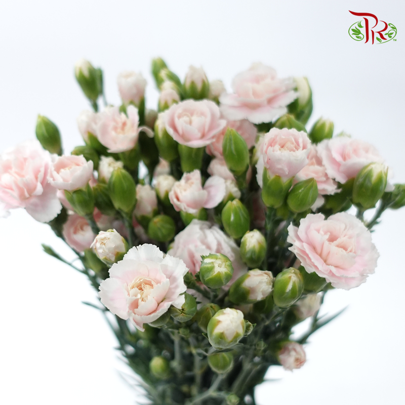 Carnation Spray - Tessano Pink (19-20 Batang)