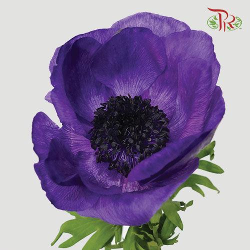 Anemone - Purple (5 Stems) ***FRAGILE - Pudu Ria Florist