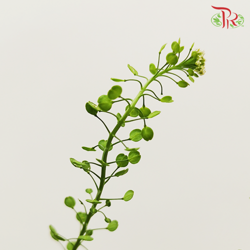 Thlaspi Green Bell - (Per Bunch )-Green-China-prflorist.com.my