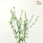 Thlaspi Green Bell - (Per Bunch )-Green-China-prflorist.com.my