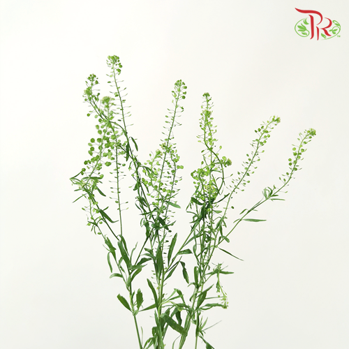 Thlaspi Green Bell - (Per Bunch )-Green-China-prflorist.com.my