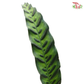 Tiger Leaf (20 Stems)-Malaysia-prflorist.com.my