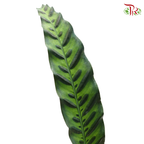 Tiger Leaf (20 Stems)-Malaysia-prflorist.com.my