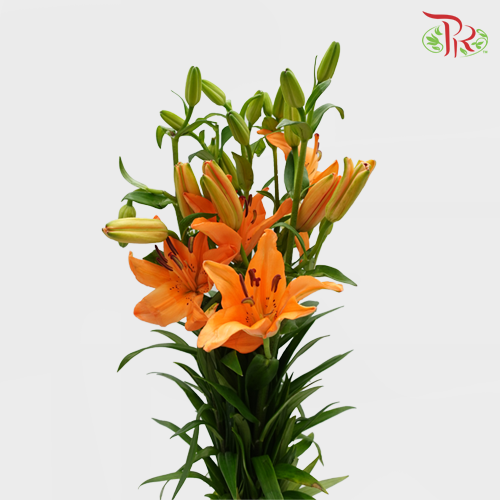 Tiger Lily (2-4+) - Orange (5 Stems)-Orange-Netherland-prflorist.com.my