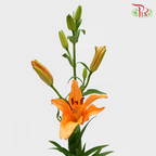 Tiger Lily (2-4+) - Orange (5 Stems)-Orange-Netherland-prflorist.com.my