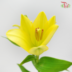 Tiger Lily (3-5+) - Yellow (5 Stems)-Yellow-Netherland-prflorist.com.my