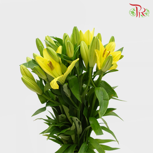 Tiger Lily (3-5+) - Yellow (5 Stems)-Yellow-Netherland-prflorist.com.my