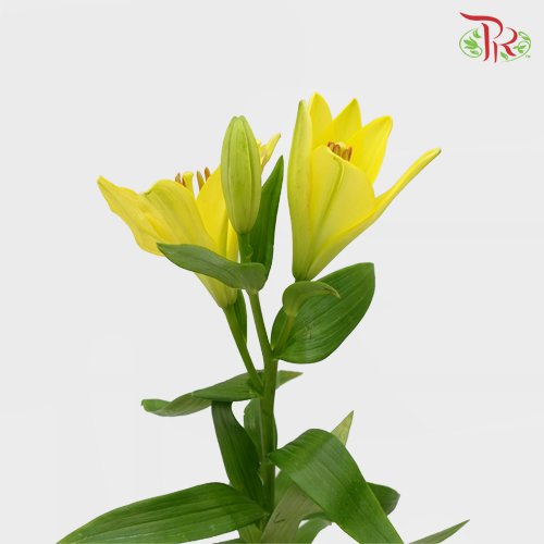Tiger Lily (3-5+) - Yellow (5 Stems)-Yellow-Netherland-prflorist.com.my