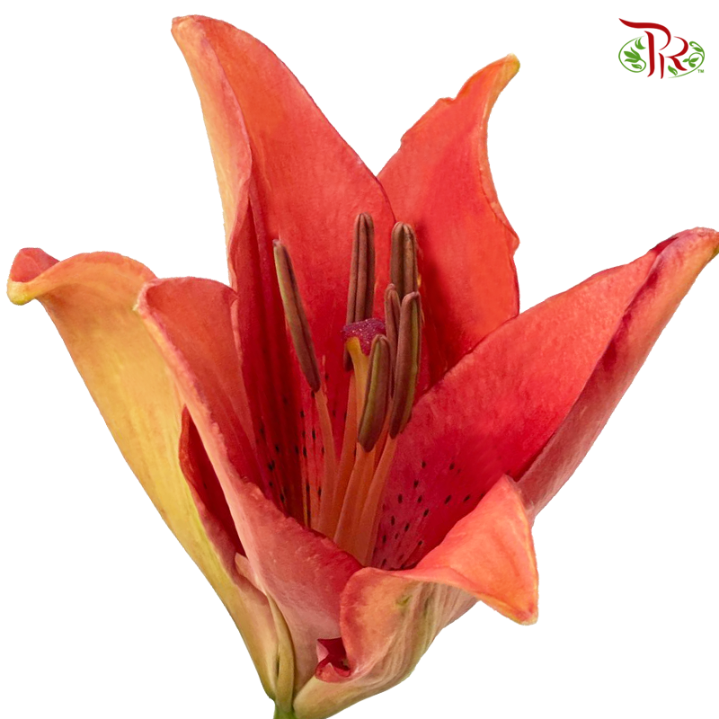 Tiger Lily 3+ - Ruby / Sovereign (5 Stems)-Red-China-prflorist.com.my
