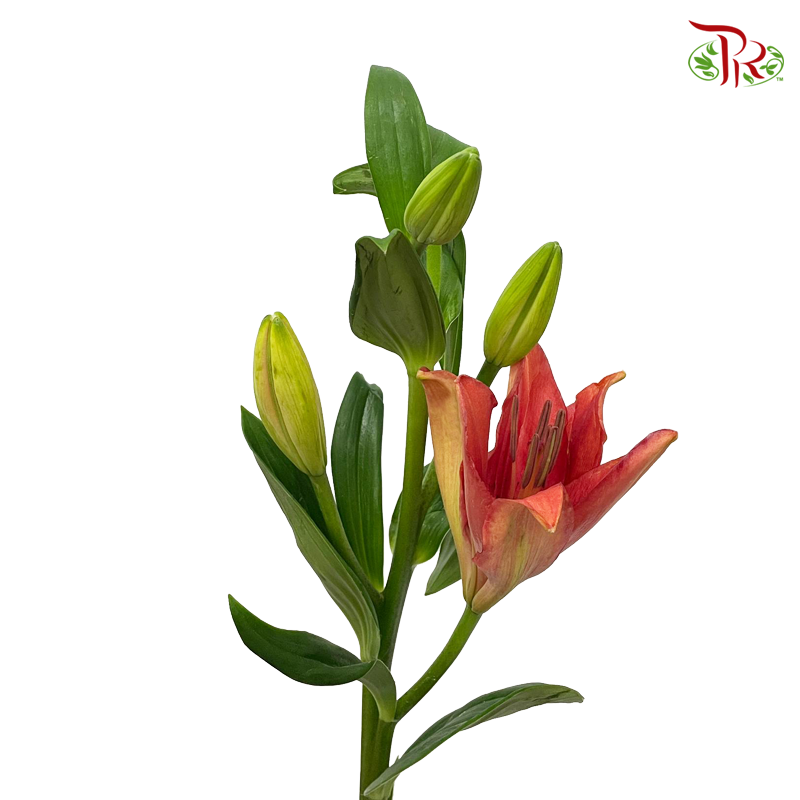 Tiger Lily 3+ - Ruby / Sovereign (5 Stems)-Red-China-prflorist.com.my
