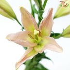 Tiger Lily 4+ - Light Pink (5 Stems)-Light Pink-China-prflorist.com.my