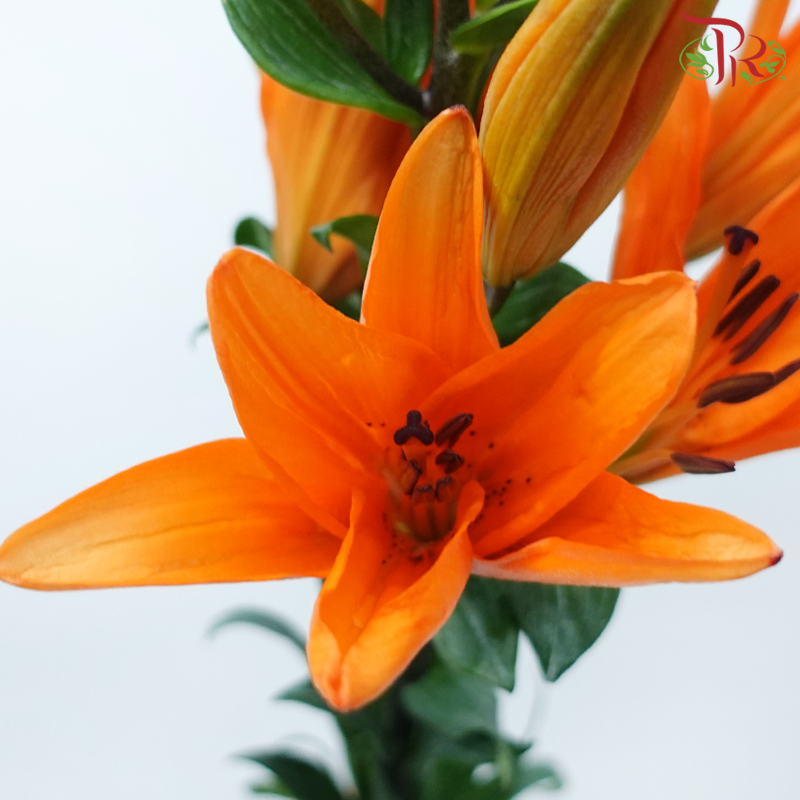 Tiger Lily 4+ - Orange Dream (5 Stems)-Orange-China-prflorist.com.my