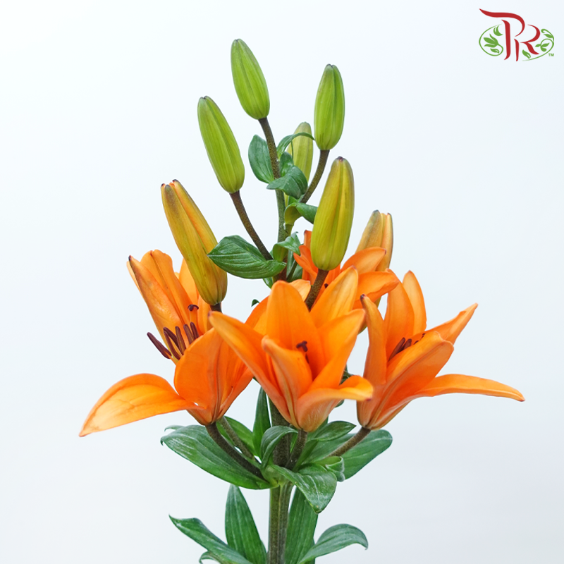 Tiger Lily 4+ - Orange Dream (5 Stems)-Orange-China-prflorist.com.my
