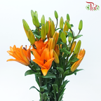 Tiger Lily 4+ - Orange Dream (5 Stems)-Orange-China-prflorist.com.my
