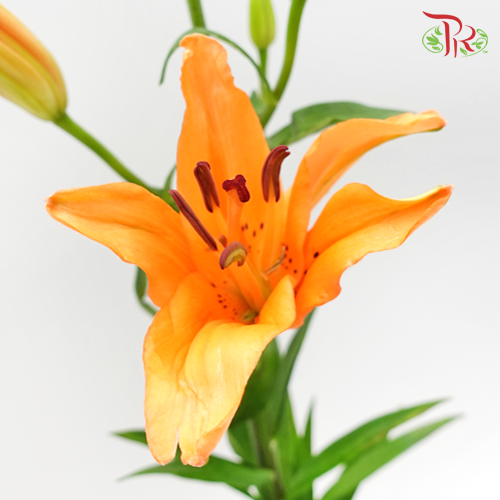 Tiger Lily (Grade A) - Orange (5 Stems)-Orange-Malaysia-prflorist.com.my