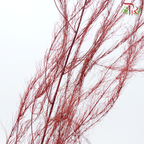 Tiki Fern Preservative - Maroon (Per Bunch)-Maroon-China-prflorist.com.my