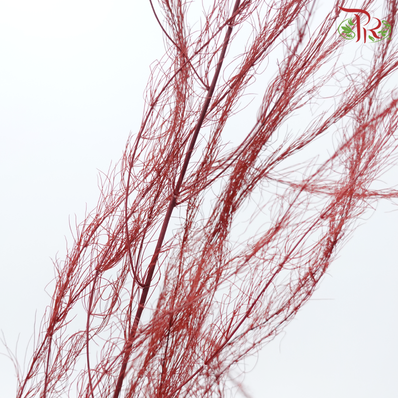 Tiki Fern Preservative - Maroon (Per Bunch)-Maroon-China-prflorist.com.my