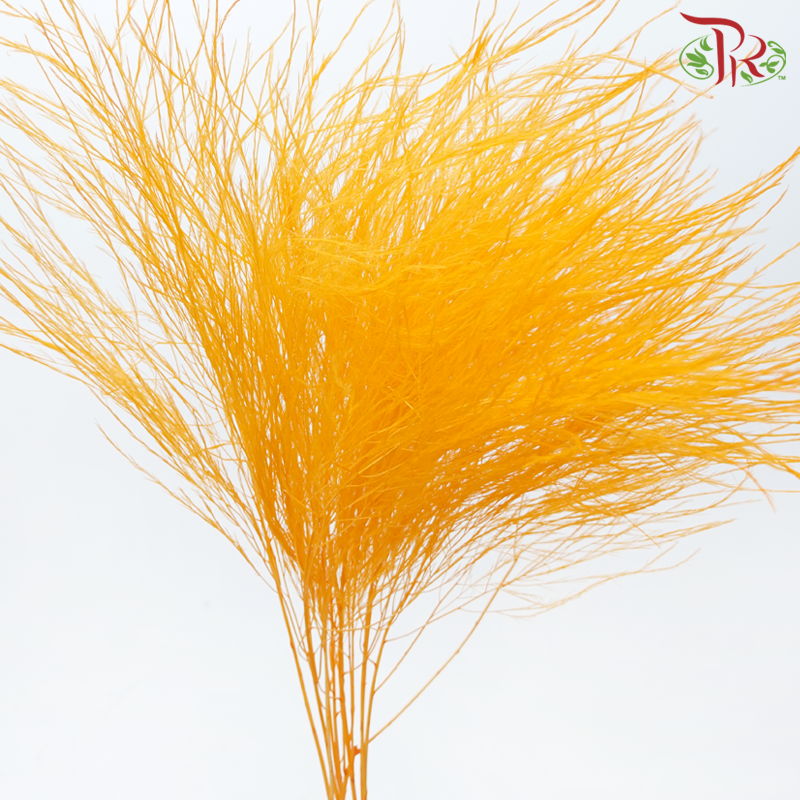 Tiki Fern Preservative - Orange (Per Bunch)-Orange-China-prflorist.com.my