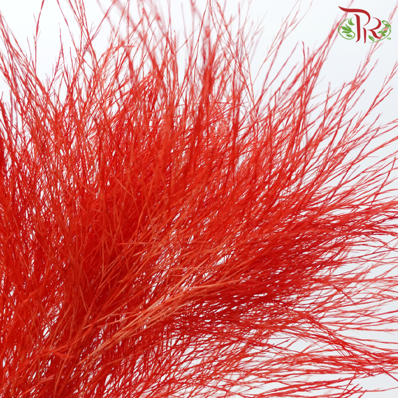 Tiki Fern Preservative - Red (Per Bunch)-Red-China-prflorist.com.my