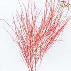 Tiki Fern Preservative - Red (Per Bunch)-Red-China-prflorist.com.my