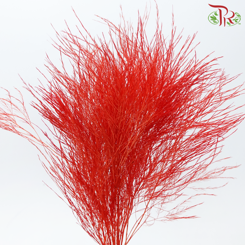 Tiki Fern Preservative - Red (Per Bunch)-Red-China-prflorist.com.my