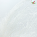 Tiki Fern Preservative - White (Per Bunch)-White-China-prflorist.com.my
