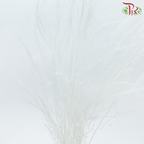 Tiki Fern Preservative - White (Per Bunch)-White-China-prflorist.com.my