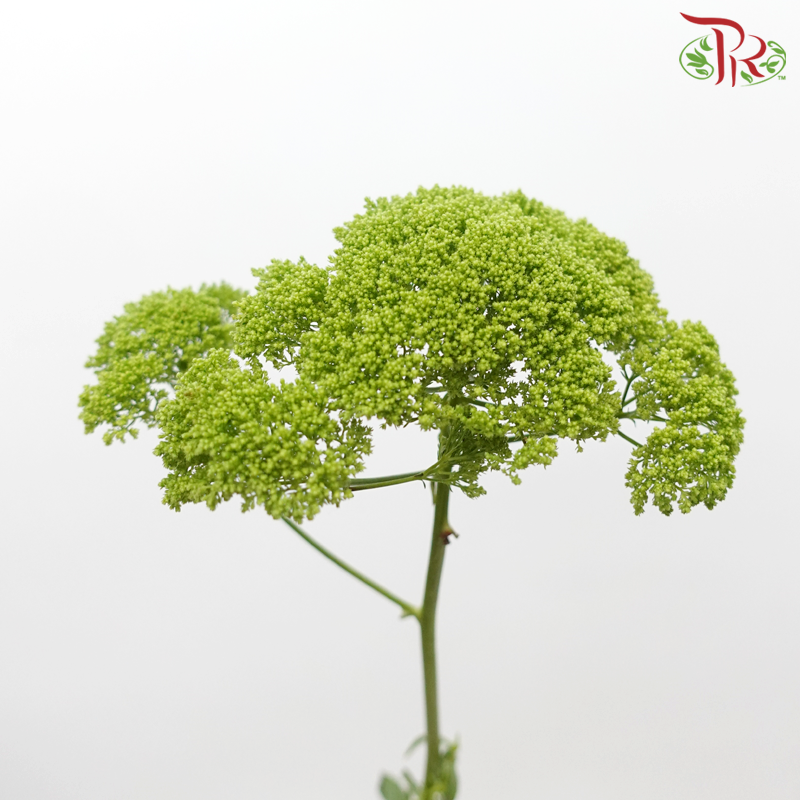 Trachelium - Green (Per Bunch)-Green-China-prflorist.com.my