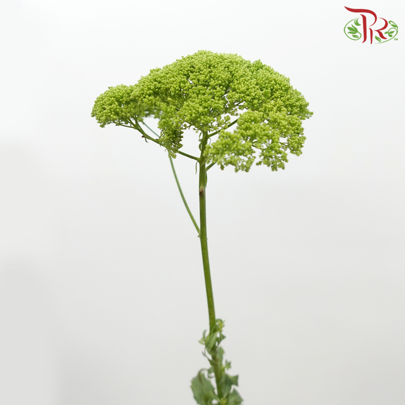 Trachelium - Green (Per Bunch)-Green-China-prflorist.com.my