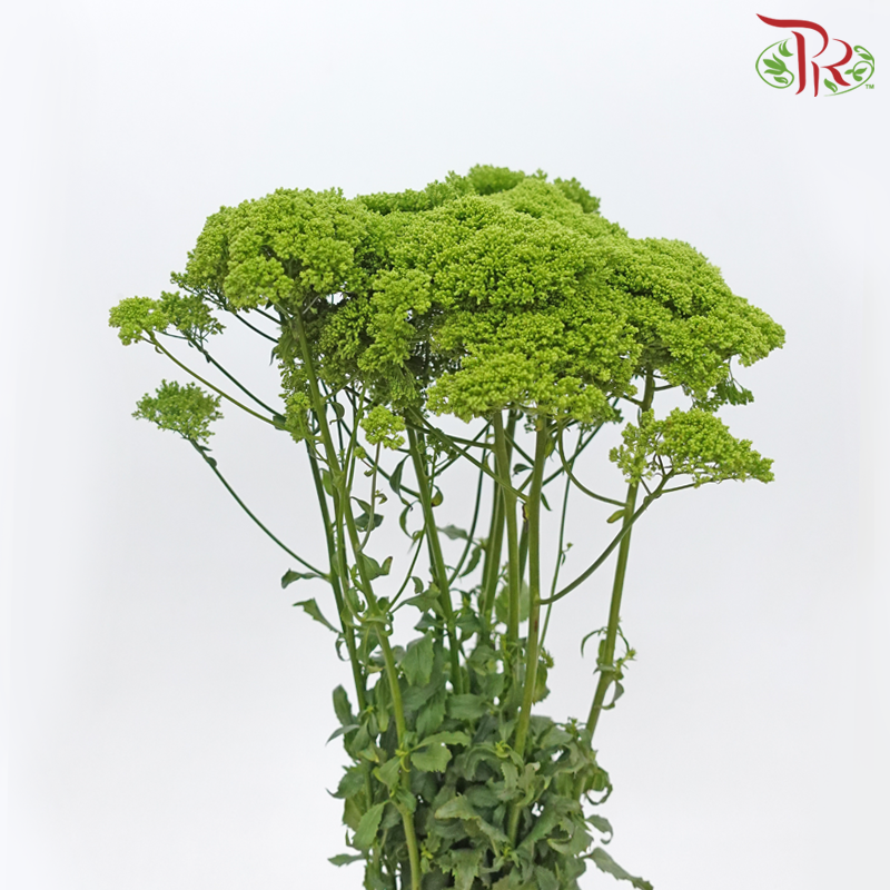 Trachelium - Green (Per Bunch)-Green-China-prflorist.com.my