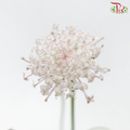 Trachymene Coerulea - Light Pink (Per Bunch)-Pink-China-prflorist.com.my