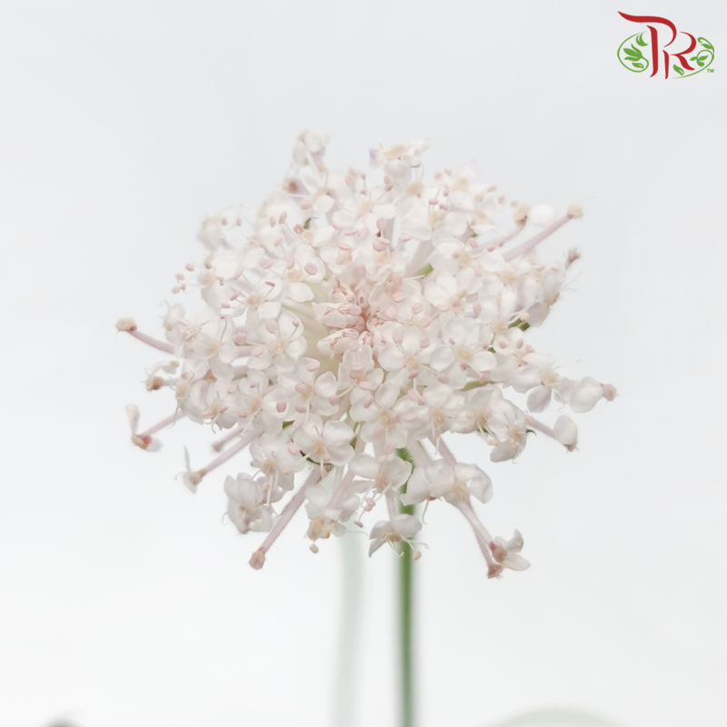 Trachymene Coerulea - Light Pink (Per Bunch)-Pink-China-prflorist.com.my